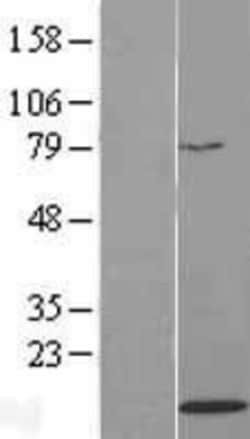 Novus Biologicals™ H4/n Overexpression Lysate