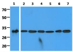 HABP1/C1QBP/GC1q R Antibody (1G7) - BSA Free, Novus Biologicals 100&mu;L;