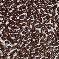 HADH Antibody, Novus Biologicals 0.1mL; Unlabeled:Antibodies, Polyclonal
