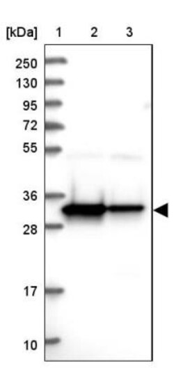 HADH Antibody, Novus Biologicals 0.1mL; Unlabeled:Antibodies, Polyclonal