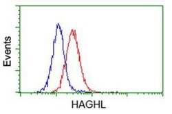 HAGHL Antibody (OTI3H2), Novus Biologicals 0.1mL; Unlabeled:Antibodies,