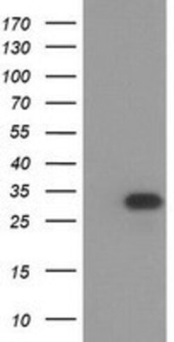 HAGHL Antibody (OTI3H2), Novus Biologicals 0.1mL; Unlabeled:Antibodies,
