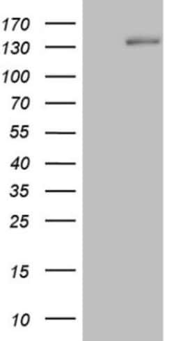 Hairless Antibody (OTI1D9), Novus Biologicals 0.1mL; Unlabeled:Antibodies,