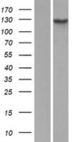 Novus Biologicals™ Hairless Overexpression Lysate