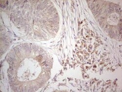 Hairless Antibody (OTI1D9), Novus Biologicals 0.1mL; Unlabeled:Antibodies,