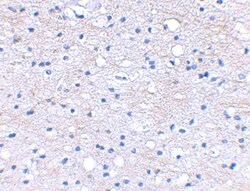 HAPLN2 Antibody - BSA Free, Novus Biologicals 0.1mg; Unlabeled:Antibodies,