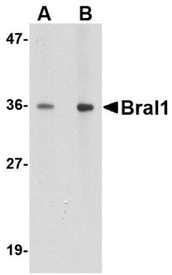 HAPLN2 Antibody - BSA Free, Novus Biologicals 0.1mg; Unlabeled:Antibodies,