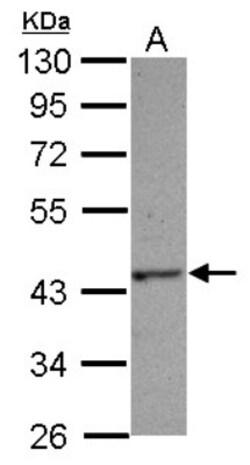 HAUS4 Antibody, Novus Biologicals 0.1 mL | Buy Online | Novus Biologicals | Fisher Scientific