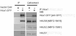 HAUS8 Antibody, Novus Biologicals 0.1 mL | Buy Online | Novus Biologicals | Fisher Scientific