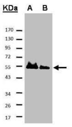 HAUS8 Antibody, Novus Biologicals 0.1 mL | Buy Online | Novus Biologicals | Fisher Scientific