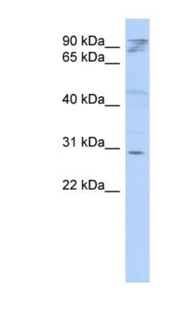 HAX-1 Antibody, Novus Biologicals:Antibodies:Primary Antibodies