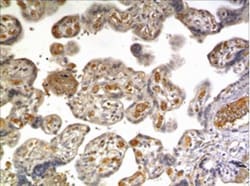 HB-EGF Antibody (MM0324-3R44) - Azide and BSA Free, Novus Biologicals 0.1