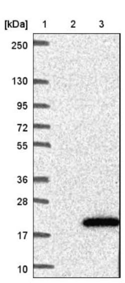HBLD2 Antibody, Novus Biologicals 0.1mL; Unlabeled:Antibodies, Polyclonal