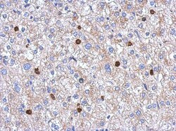 HBO1 Antibody, Novus Biologicals 0.1mL; Unlabeled:Antibodies, Polyclonal