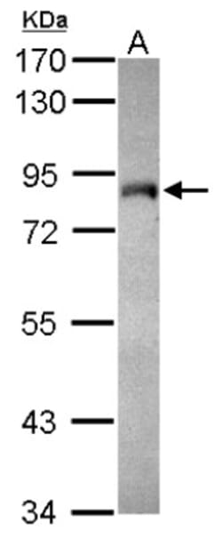 HBO1 Antibody, Novus Biologicals 0.1mL; Unlabeled:Antibodies, Polyclonal