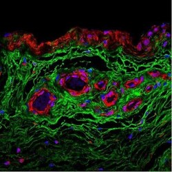 HC1 Antibody, Novus Biologicals 100 &mu;g; Unconjugated:Antibodies, Polyclonal