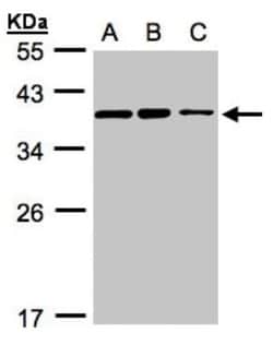 HCA59 Antibody, Novus Biologicals 0.1mg; Unlabeled:Antibodies, Polyclonal