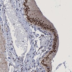 HCA59 Antibody, Novus Biologicals:Antibodies:Primary Antibodies