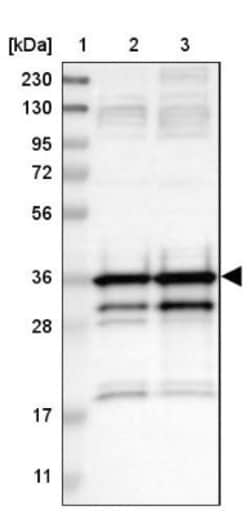 HCA59 Antibody, Novus Biologicals:Antibodies:Primary Antibodies