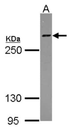 Host Cell Factor 1/HCFC1 Antibody, Novus Biologicals 0.1mL; Unlabeled:Antibodies,