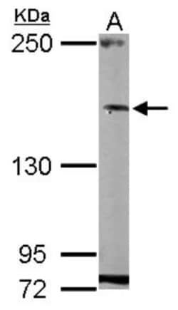 Host Cell Factor 1/HCFC1 Antibody, Novus Biologicals 0.1mL; Unlabeled:Antibodies,