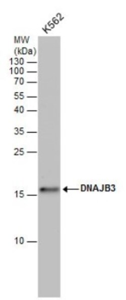 HCG3 Antibody, Novus Biologicals 0.1mL:Antibodies, Polyclonal