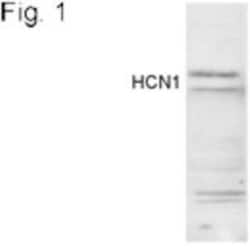 HCN1 Antibody, Novus Biologicals 100 &mu;g | Buy Online | Novus Biologicals | Fisher Scientific