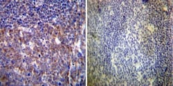 HCN4 Antibody (SHG 1E5), Novus Biologicals 0.1mL; Unlabeled:Antibodies,