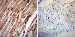 HCN4 Antibody (SHG 1E5), Novus Biologicals 0.1mL; Unlabeled:Antibodies,