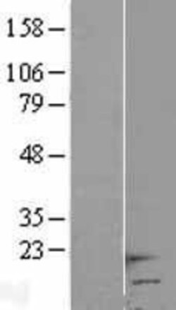 Novus Biologicals&trade;&nbsp;HCP5 Overexpression Lysate