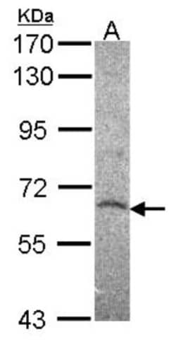 Histone Deacetylase 2/HDAC2 Antibody, Novus Biologicals 0.1mL; Unlabeled:Antibodies,