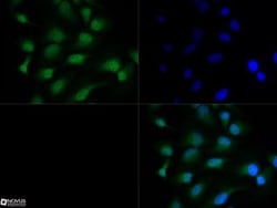 HDAC3 Antibody, Novus Biologicals:Antibodies:Primary Antibodies