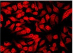 HDAC3 Antibody - BSA Free, Novus Biologicals 0.025 mL, Unconjugated:Antibodies,