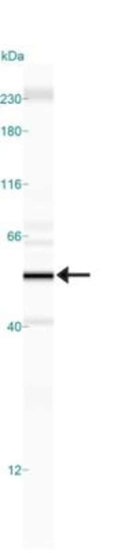 HDAC3 Antibody, Novus Biologicals:Antibodies:Primary Antibodies