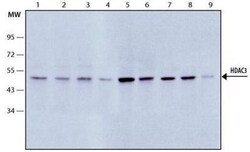 HDAC3 Antibody - BSA Free, Novus Biologicals 0.025 mL, Unconjugated:Antibodies,