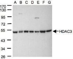 HDAC3 Antibody, Novus Biologicals 0.1mg; Unlabeled:Antibodies, Polyclonal