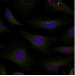 HDAC4+5+9 Antibody, Novus Biologicals 0.025 mL; Unconjugated:Antibodies,