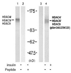 HDAC4+5+9 Antibody, Novus Biologicals 0.025 mL; Unconjugated:Antibodies,