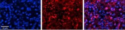 HDAC6 Antibody, Novus Biologicals 100&mu;L; Unlabeled:Antibodies, Polyclonal