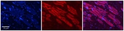 HDAC6 Antibody, Novus Biologicals 100&mu;L; Unlabeled:Antibodies, Polyclonal