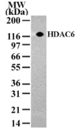 HDAC6 Antibody - BSA Free, Novus Biologicals:Antibodies:Primary Antibodies