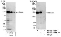HDAC6 Antibody, Novus Biologicals 0.1mL; Unlabeled:Antibodies, Polyclonal