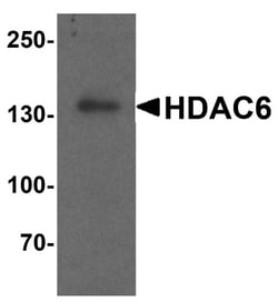 HDAC6 Antibody - BSA Free, Novus Biologicals 0.1mg; Unlabeled:Antibodies,