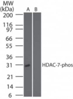 HDAC7, p Ser318 Antibody - BSA Free, Novus Biologicals:Antibodies:Primary