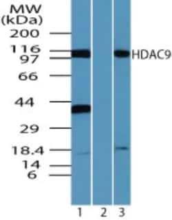 HDAC9 Antibody - BSA Free, Novus Biologicals 0.1mg; Unlabeled:Antibodies,