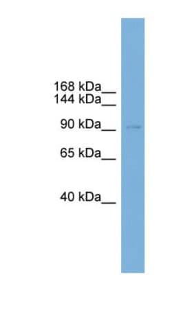 HDC2/PHC2 Antibody, Novus Biologicals:Antibodies:Primary Antibodies