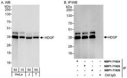 HDGF Antibody, Novus Biologicals 0.1mL; Unlabeled:Antibodies, Polyclonal