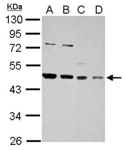 HDJ2 Antibody, Novus Biologicals 0.1mL; Unlabeled:Antibodies, Polyclonal