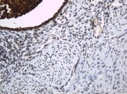 HE4/WFDC2 Antibody (OTI1E12), Novus Biologicals 0.1mL; Unlabeled:Antibodies,