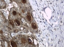HE4/WFDC2 Antibody (OTI1E12), Novus Biologicals 0.1mL; Unlabeled:Antibodies,